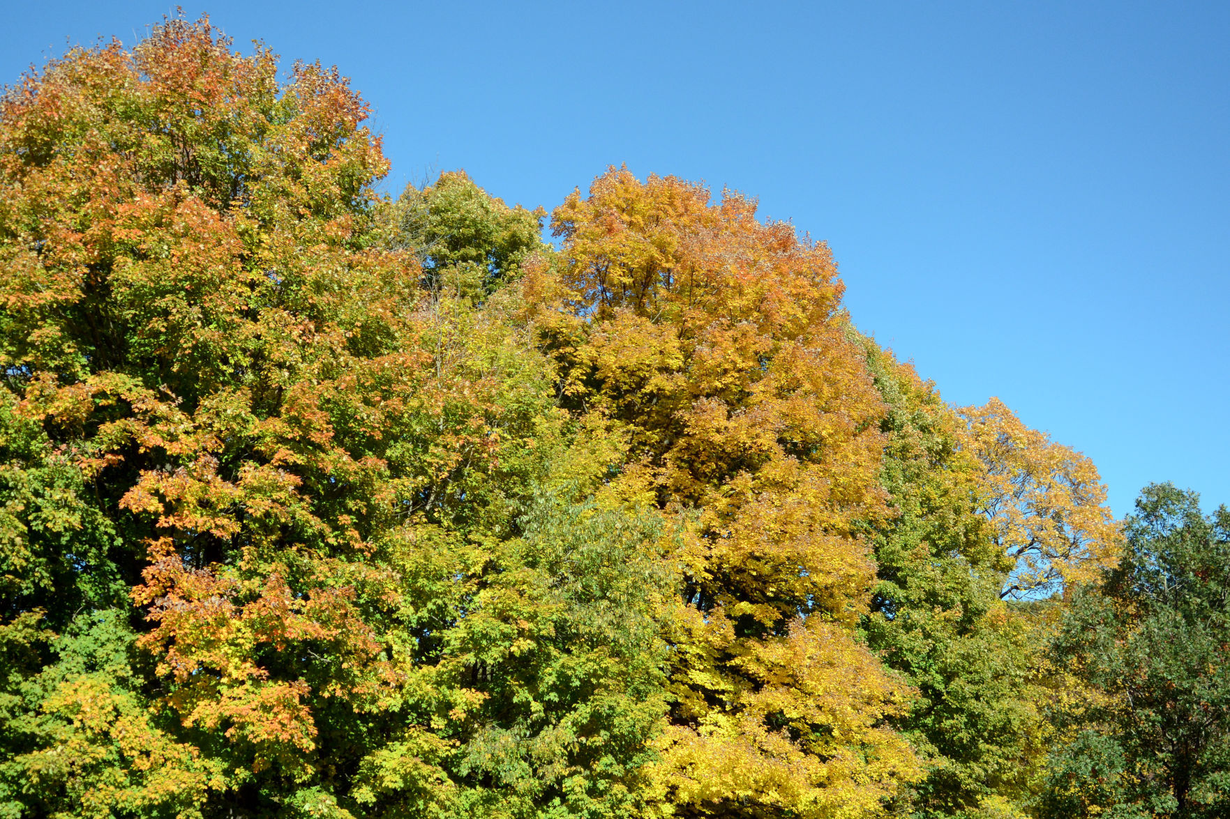 Baraboo area fall color, Oct. 8, 2020